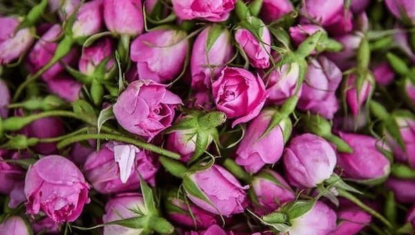 تصویر 2 از قیمت خرید غنچه گل محمدی کرمان + فروش عمده